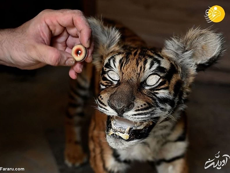 (تصاویر) تاکسیدرمی حیوانات خانگی پس از مرگ